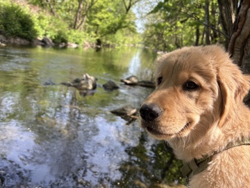 Golden Retriever - Golden Retriever  available for adoption in Bethlehem