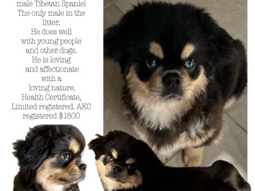 Tibetan Spaniel – Tibetan Spaniel puppy – North Port