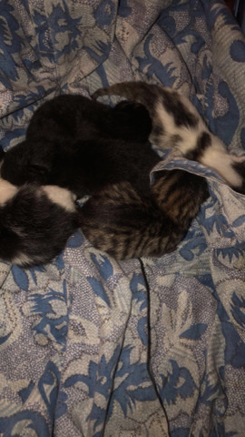 4 Baby Cats For Sale