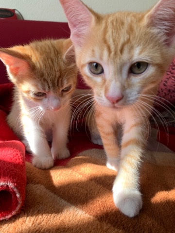 Kittens