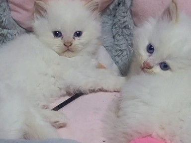 American Wirehair - mother with 3 kittens  available for adoption in Dubai