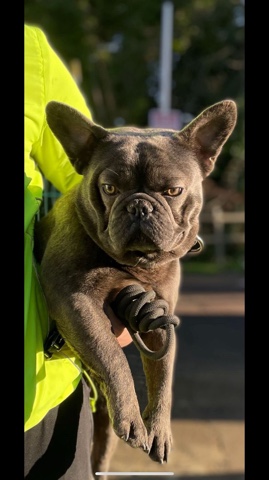 French Bulldog – last female Frenchie
