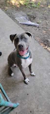 Weimaraner – pit bull