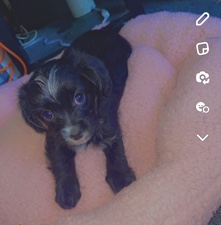 Yorkshire Terrier – 3 month old Yorkie