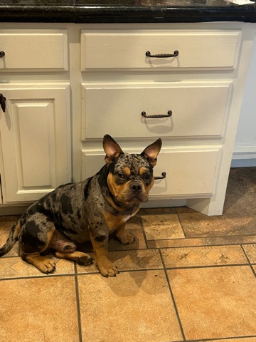 If your looking for a nice family friendly Exotic Micro Bully he is definitely for you.