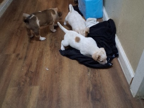 Mixed Breed – Looking to rehome – Waxahachie