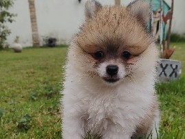 German Spitz – Spitz alemão – Resende