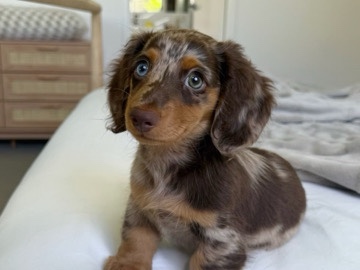Dachshund – new puppy – Ocala
