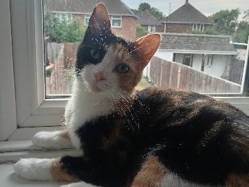 Others - Beautiful Calico Cat  available for adoption in Milton Keynes