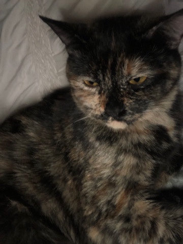 Russian White, Black and Tabby – fat tabby cat for sale.