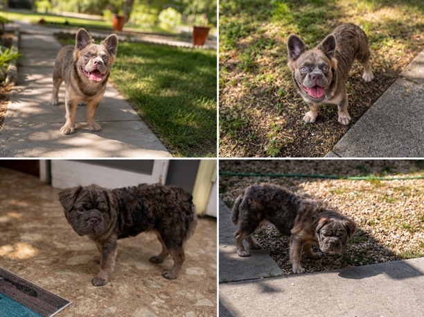 French Bulldog – AKC Big rope fluffy frenchie – Seguin