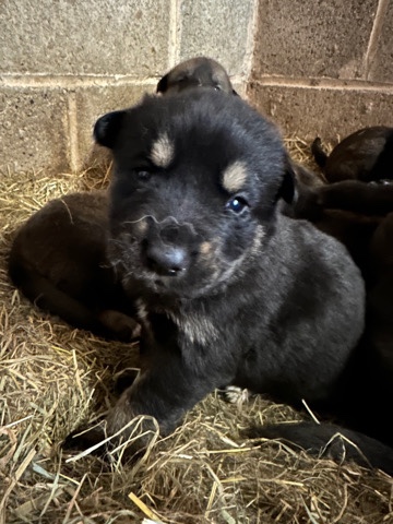 Rottweiler – Rottweiler Alsatian X