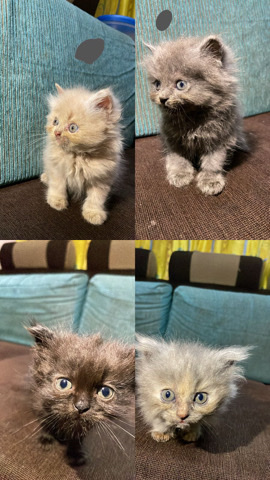 Persian (Modern) – very friendly and trained kittens,adults available