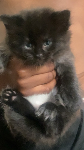 kittens