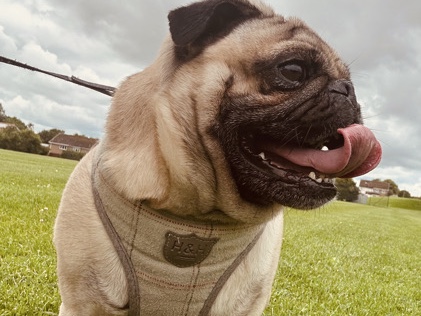 Male Full Breed Pug