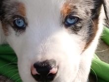 Australian Cattle Dog – Border Aussie Shepard – Jurupa Valley