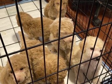 Poodle – poodle puppies – Baltimore