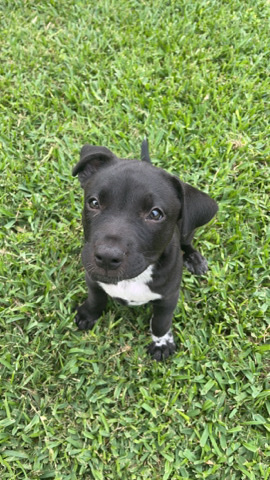 Labrador Retriever – Labor Pitbull Mix