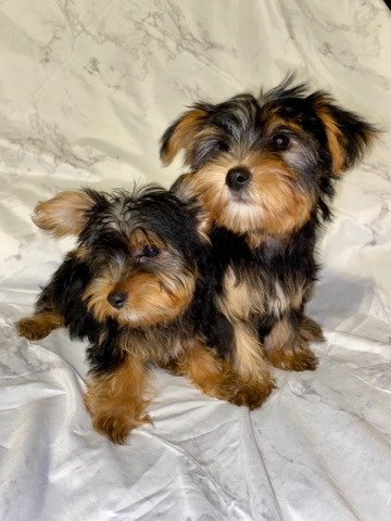 Yorkshire Terrier – selling yorkie