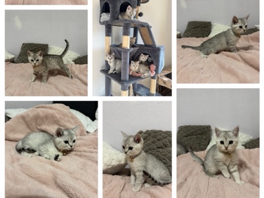 Image of British Shorthair