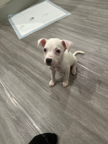 American Pit Bull Terrier – baby fey
