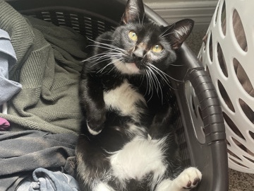 Rehoming kittens! – Atlanta