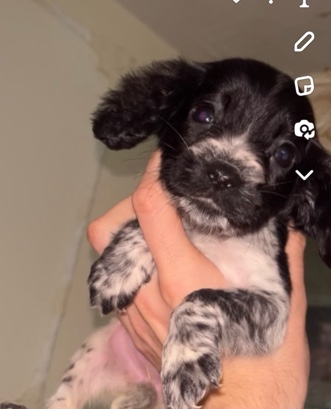English Cocker Spaniel – cocker spaniel pups for sale 3 left