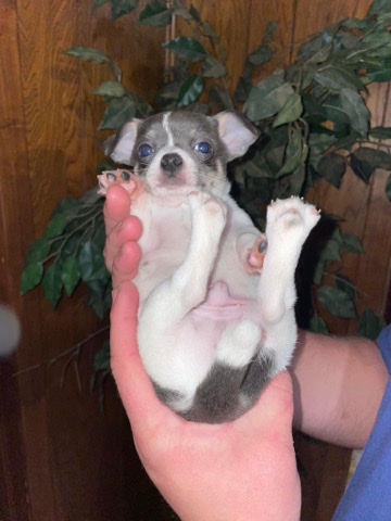 Chihuahua – chihuahua for sale