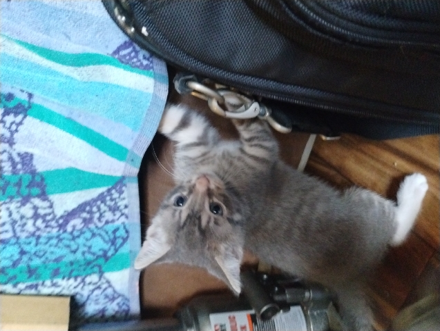 Sokoke – Baby kitten