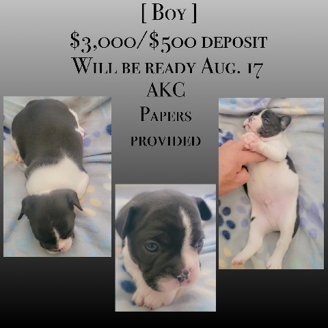 French Bulldog – French Bulldog