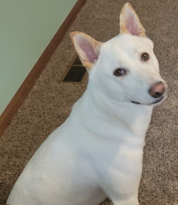Shiba Inu – Dog for sale – Joliet