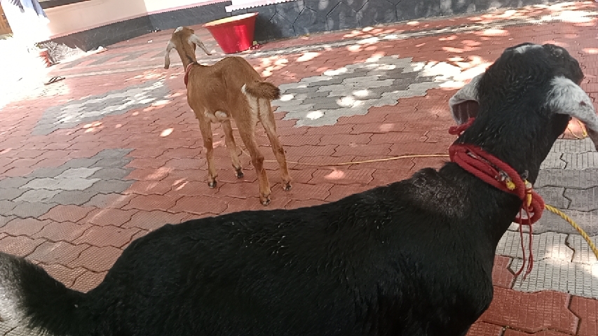 Any – small goat ആട്