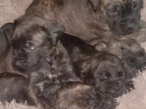 English Mastiff – English Mastiff Puppies For Sale