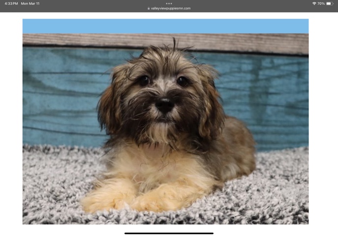 8 month old purebred Havanese