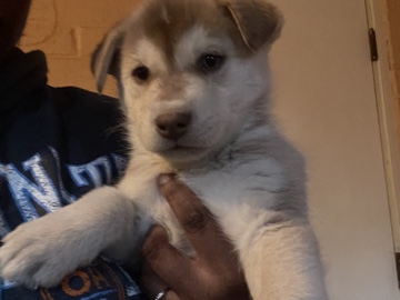 Siberian Husky – Husky 5 in AZ – Albuquerque