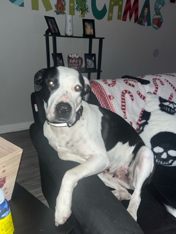 American Pit Bull Terrier – Great Dane and pit mixed