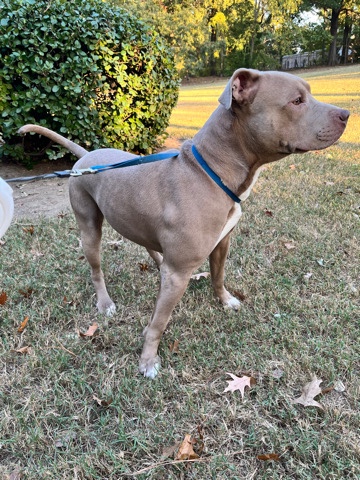 American Pit Bull Terrier – Needs a new home