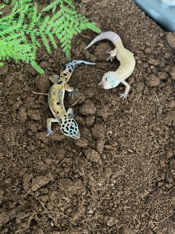 fancy lepard geckos in Frankfort MI