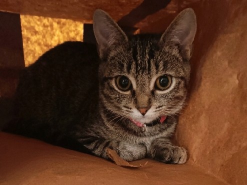 free cat – Rochester