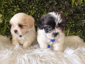 Shih Tzu – Adorable Shih Tzu Puppies for Sale – San José – San José