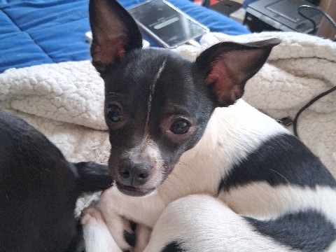 Chihuahua – 2 Sweet 5-Month-Old Chihuahua Puppy for Sale in Lowell – Lowell