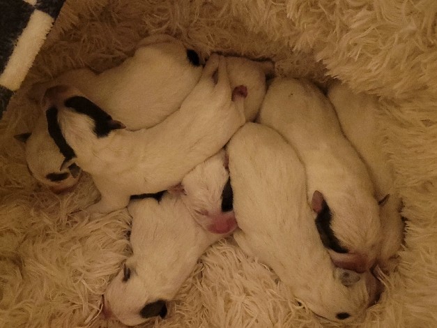 Australian Cattle Dog – newborn Heelers for reservation!! – Puyallup