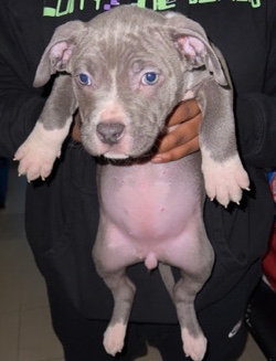 American Bulldog – American bully pups
