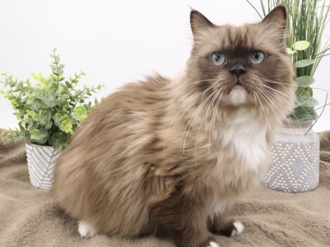 Coco needs new home!