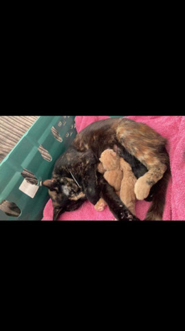 kittens for sale