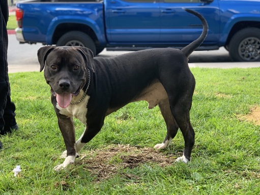 American Pit Bull Terrier – Rehome Needed ASAP – San Diego