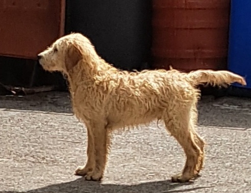 Poodle – goldendoodles