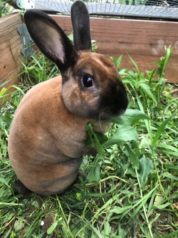Mini Rex – sweet mini rex bunny