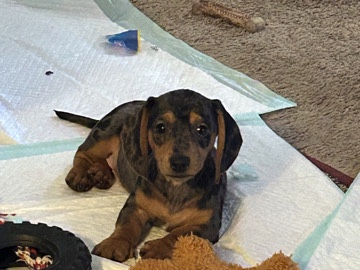 Dachshund – mini dachshund