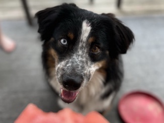 Mini Australian Shepherd to good home